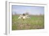 Little Bustard (Tetrax Tetrax) Male Display, Jumping On The Lek. Lleida Province. Catalonia. Spain-Oscar Dominguez-Framed Photographic Print