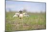 Little Bustard (Tetrax Tetrax) Male Display, Jumping On The Lek. Lleida Province. Catalonia. Spain-Oscar Dominguez-Mounted Photographic Print