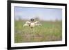 Little Bustard (Tetrax Tetrax) Male Display, Jumping On The Lek. Lleida Province. Catalonia. Spain-Oscar Dominguez-Framed Photographic Print