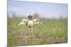 Little Bustard (Tetrax Tetrax) Male Display, Jumping On The Lek. Lleida Province. Catalonia. Spain-Oscar Dominguez-Mounted Photographic Print