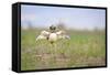 Little Bustard (Tetrax Tetrax) Male Display, Jumping On The Lek. Lleida Province. Catalonia. Spain-Oscar Dominguez-Framed Stretched Canvas