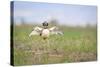 Little Bustard (Tetrax Tetrax) Male Display, Jumping On The Lek. Lleida Province. Catalonia. Spain-Oscar Dominguez-Stretched Canvas