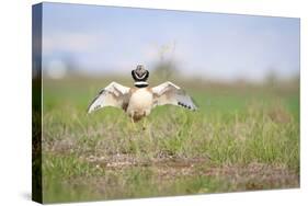 Little Bustard (Tetrax Tetrax) Male Display, Jumping On The Lek. Lleida Province. Catalonia. Spain-Oscar Dominguez-Stretched Canvas