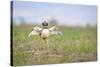 Little Bustard (Tetrax Tetrax) Male Display, Jumping On The Lek. Lleida Province. Catalonia. Spain-Oscar Dominguez-Stretched Canvas