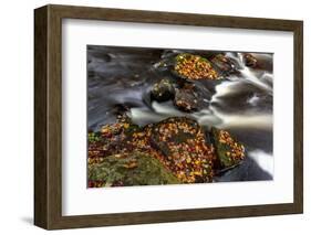 Little Carp River in Porcupine Mountains Wilderness SP in the Upper Peninsula of Michigan, USA-Chuck Haney-Framed Photographic Print