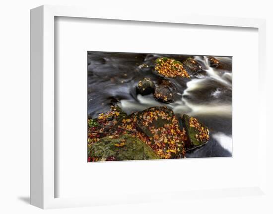 Little Carp River in Porcupine Mountains Wilderness SP in the Upper Peninsula of Michigan, USA-Chuck Haney-Framed Photographic Print