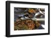 Little Carp River in Porcupine Mountains Wilderness SP in the Upper Peninsula of Michigan, USA-Chuck Haney-Framed Photographic Print