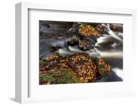 Little Carp River in Porcupine Mountains Wilderness SP in the Upper Peninsula of Michigan, USA-Chuck Haney-Framed Photographic Print