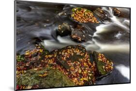 Little Carp River in Porcupine Mountains Wilderness SP in the Upper Peninsula of Michigan, USA-Chuck Haney-Mounted Photographic Print