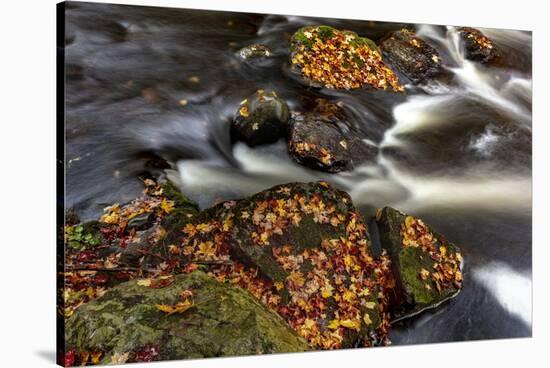 Little Carp River in Porcupine Mountains Wilderness SP in the Upper Peninsula of Michigan, USA-Chuck Haney-Stretched Canvas