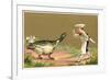 Little Chef Luring Goose-null-Framed Art Print