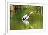 Little Corellas drinking from pond, Australia-Mark A Johnson-Framed Photographic Print