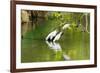 Little Corellas drinking from pond, Australia-Mark A Johnson-Framed Photographic Print