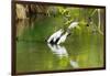 Little Corellas drinking from pond, Australia-Mark A Johnson-Framed Photographic Print