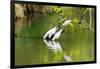 Little Corellas drinking from pond, Australia-Mark A Johnson-Framed Photographic Print