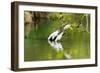 Little Corellas drinking from pond, Australia-Mark A Johnson-Framed Photographic Print