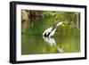 Little Corellas drinking from pond, Australia-Mark A Johnson-Framed Photographic Print