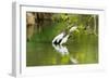 Little Corellas drinking from pond, Australia-Mark A Johnson-Framed Photographic Print