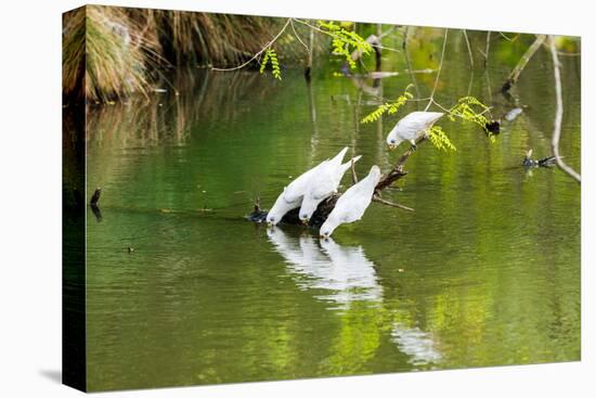 Little Corellas drinking from pond, Australia-Mark A Johnson-Stretched Canvas