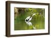 Little Corellas drinking from pond, Australia-Mark A Johnson-Framed Photographic Print