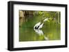 Little Corellas drinking from pond, Australia-Mark A Johnson-Framed Photographic Print