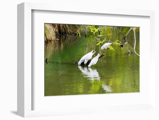 Little Corellas drinking from pond, Australia-Mark A Johnson-Framed Photographic Print