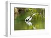 Little Corellas drinking from pond, Australia-Mark A Johnson-Framed Photographic Print