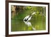 Little Corellas drinking from pond, Australia-Mark A Johnson-Framed Photographic Print