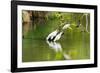 Little Corellas drinking from pond, Australia-Mark A Johnson-Framed Photographic Print