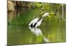 Little Corellas drinking from pond, Australia-Mark A Johnson-Mounted Photographic Print