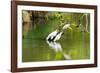 Little Corellas drinking from pond, Australia-Mark A Johnson-Framed Photographic Print