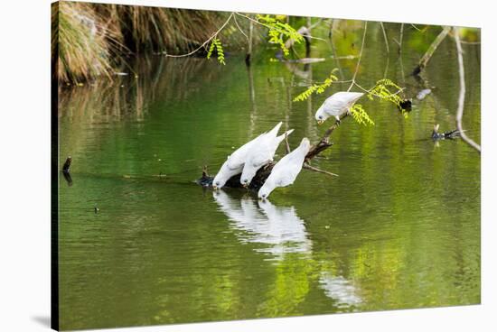 Little Corellas drinking from pond, Australia-Mark A Johnson-Stretched Canvas