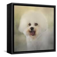 Little Cotton Ball Bichon Frise-Jai Johnson-Framed Stretched Canvas