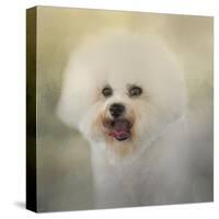 Little Cotton Ball Bichon Frise-Jai Johnson-Stretched Canvas