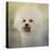 Little Cotton Ball Bichon Frise-Jai Johnson-Stretched Canvas