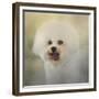 Little Cotton Ball Bichon Frise-Jai Johnson-Framed Giclee Print