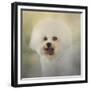 Little Cotton Ball Bichon Frise-Jai Johnson-Framed Giclee Print