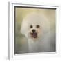 Little Cotton Ball Bichon Frise-Jai Johnson-Framed Giclee Print