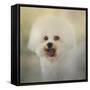 Little Cotton Ball Bichon Frise-Jai Johnson-Framed Stretched Canvas