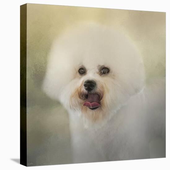 Little Cotton Ball Bichon Frise-Jai Johnson-Stretched Canvas