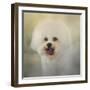 Little Cotton Ball Bichon Frise-Jai Johnson-Framed Giclee Print