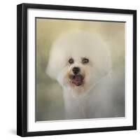 Little Cotton Ball Bichon Frise-Jai Johnson-Framed Giclee Print