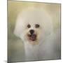 Little Cotton Ball Bichon Frise-Jai Johnson-Mounted Giclee Print