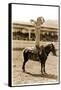 Little Cowgirl with Small Pony-null-Framed Stretched Canvas