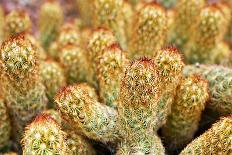 Macro Cactus Mammillaria Elongata Rubra Copper King ,Gold Lace Cactus Golden Stars ,Lady Fingers De-Little daisy-Framed Stretched Canvas