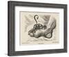 Little Devil Sinks His Teeth into the Swollen Foot of a Gout Sufferer-James Gillray-Framed Art Print