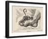 Little Devil Sinks His Teeth into the Swollen Foot of a Gout Sufferer-James Gillray-Framed Art Print