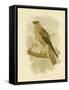 Little Eagle, 1891-Gracius Broinowski-Framed Stretched Canvas