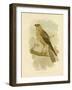 Little Eagle, 1891-Gracius Broinowski-Framed Giclee Print