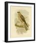 Little Eagle, 1891-Gracius Broinowski-Framed Giclee Print